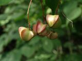 Euonymus maximowiczianus. Соплодие. Приморье, окр. г. Находка, смешанный лес. 07.09.2016.