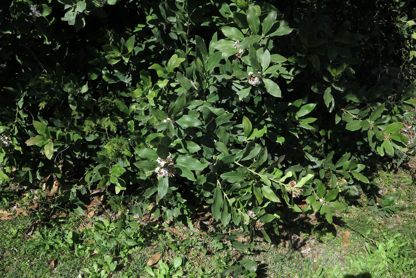 Image of Acokanthera oblongifolia specimen.