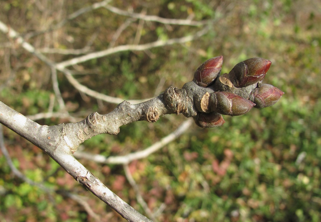 Image of Populus alba specimen.