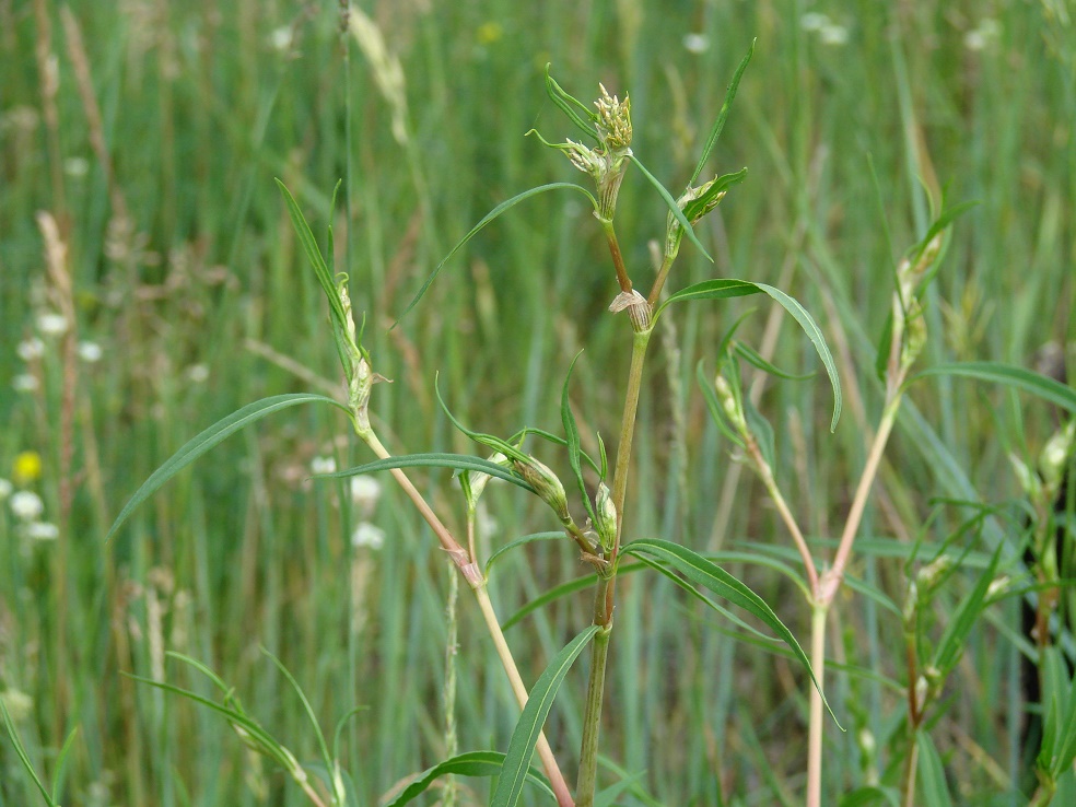 Изображение особи Aconogonon divaricatum.