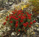 Смотреть изображение Rhodiola quadrifida
