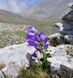 Campanula oreadum