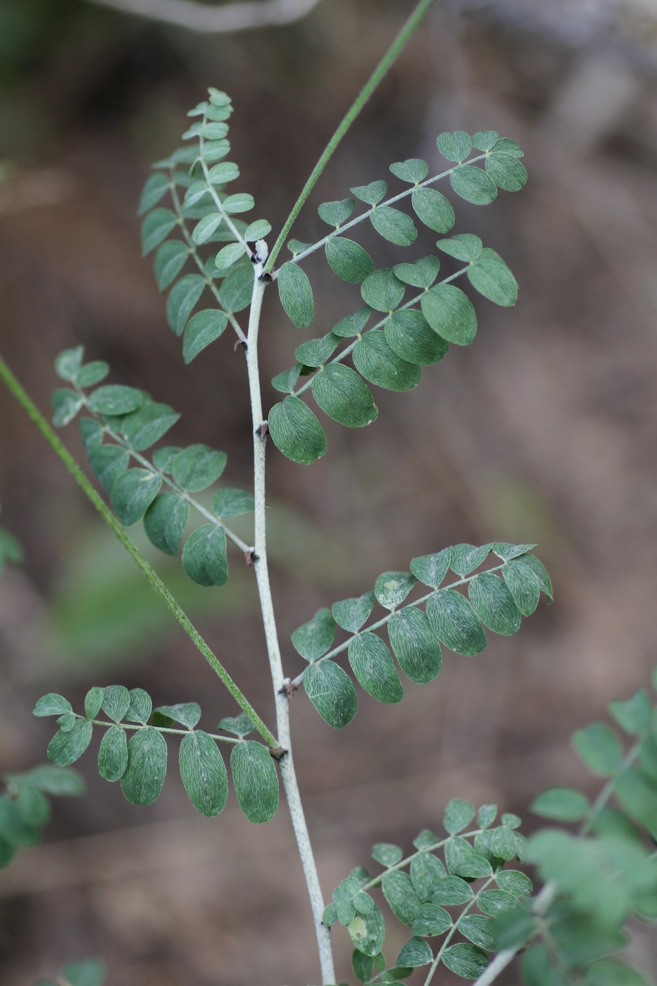 Image of genus Astragalus specimen.