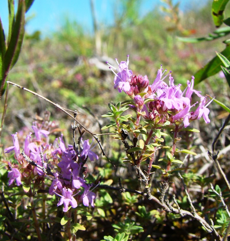 Image of Thymus dubjanskyi specimen.