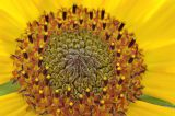 Helianthus annuus