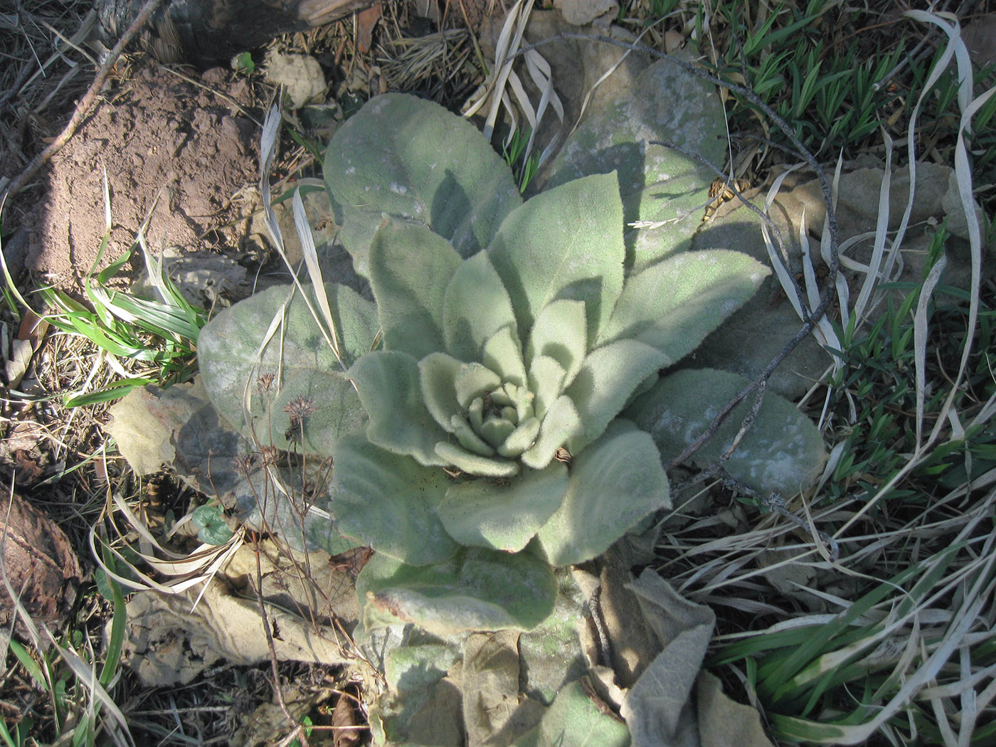 Image of Verbascum densiflorum specimen.