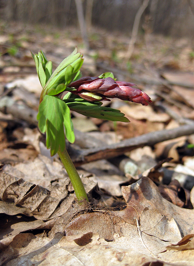 Image of Corydalis cava specimen.