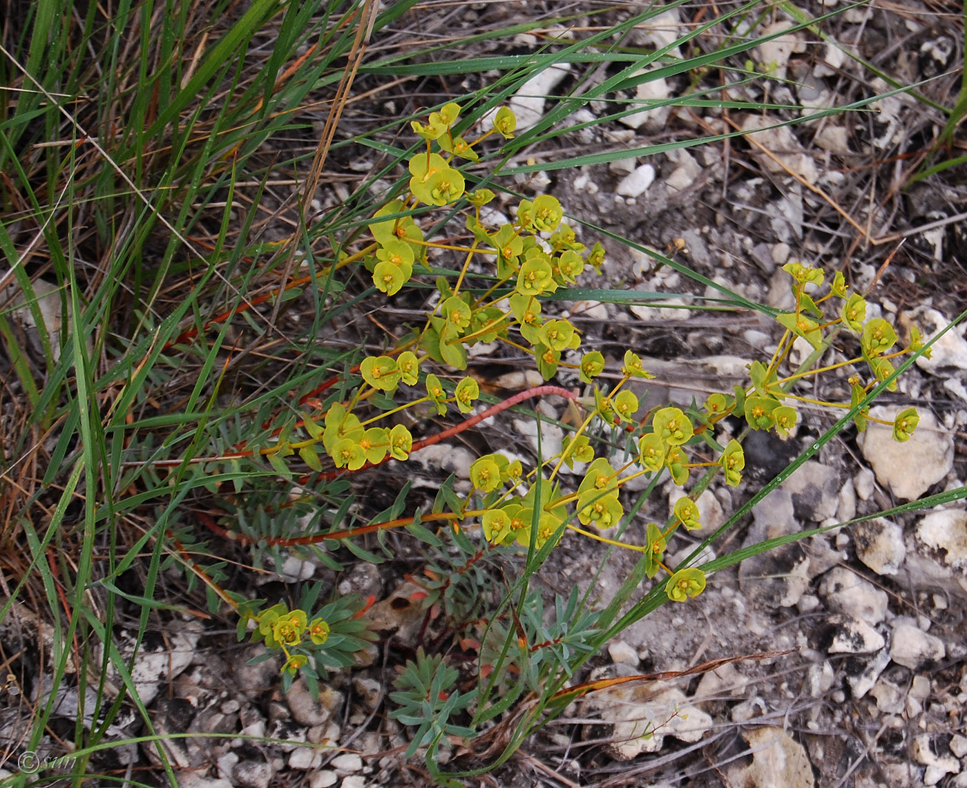 Изображение особи Euphorbia petrophila.