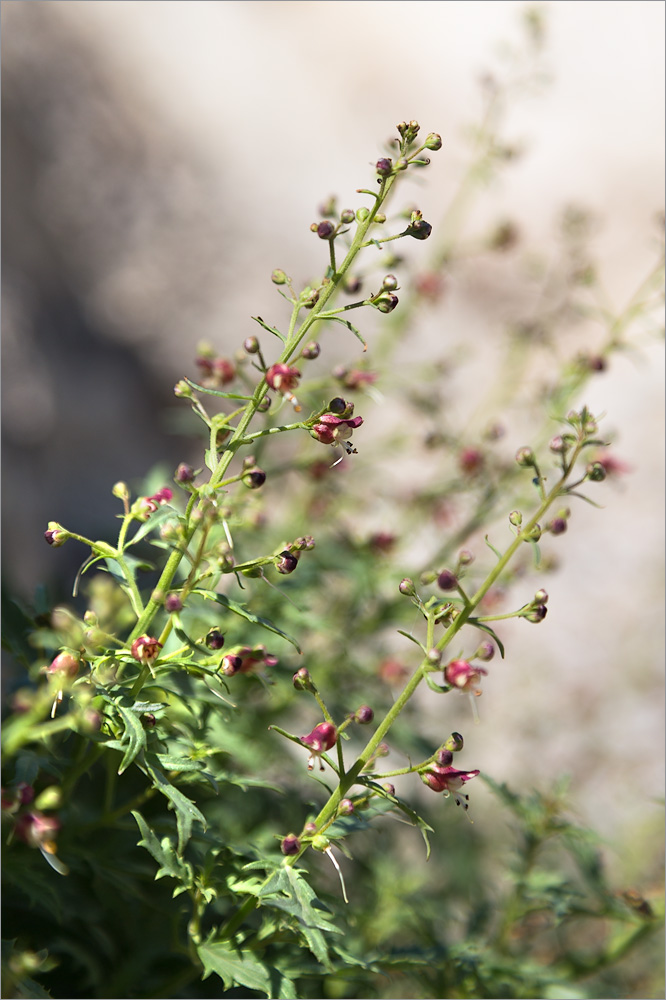 Image of Scrophularia variegata specimen.