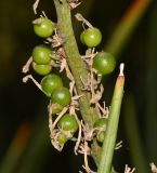 Sansevieria cylindrica. Верхушка листа и часть соплодия. Израиль, Шарон, г. Тель-Авив, ботанический сад \"Сад кактусов\". 26.06.2017.