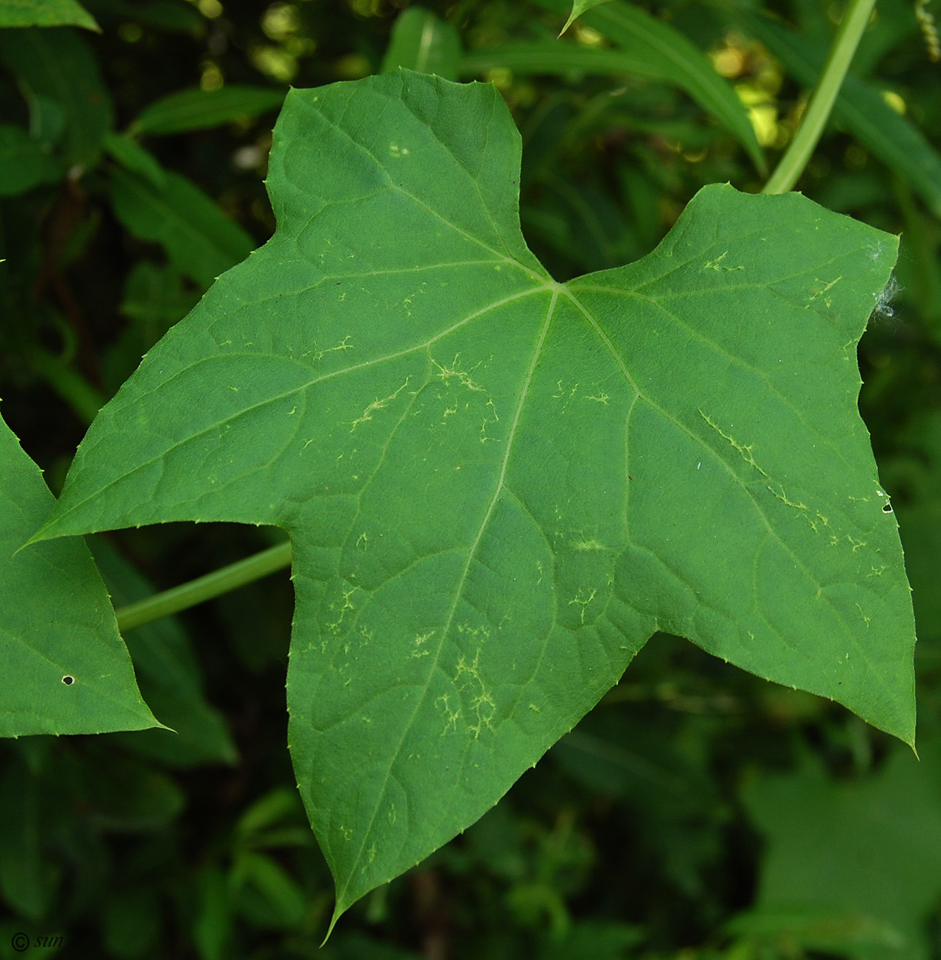 Изображение особи Echinocystis lobata.