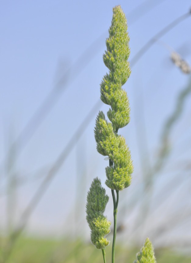 Image of Dactylis hispanica specimen.