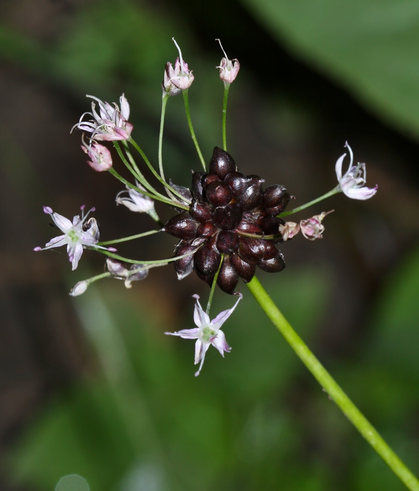 Image of Allium macrostemon specimen.