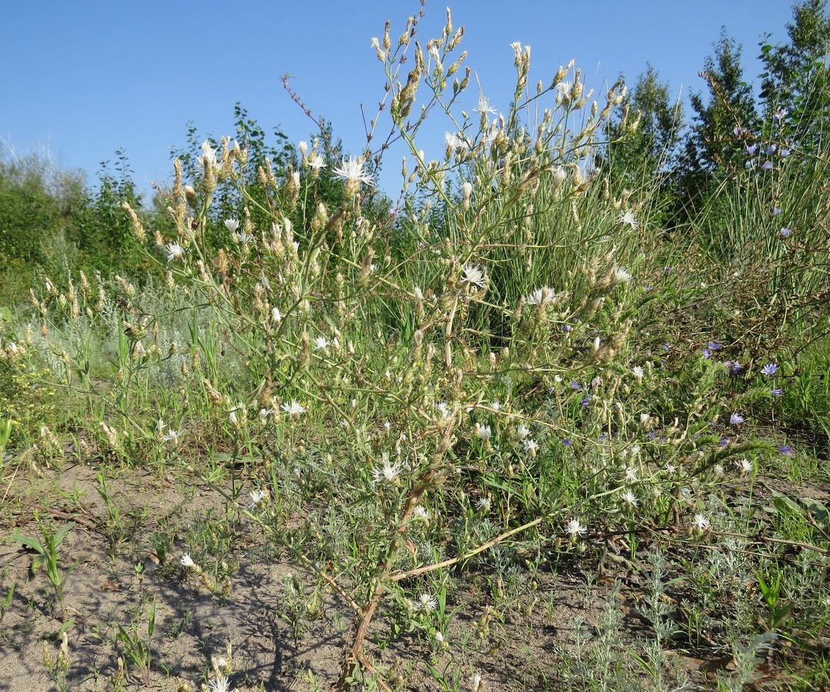 Изображение особи Centaurea diffusa.