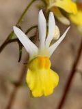 Nemesia anisocarpa