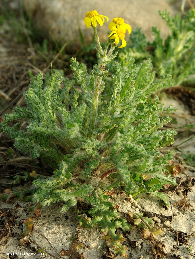 Image of Senecio vernalis specimen.