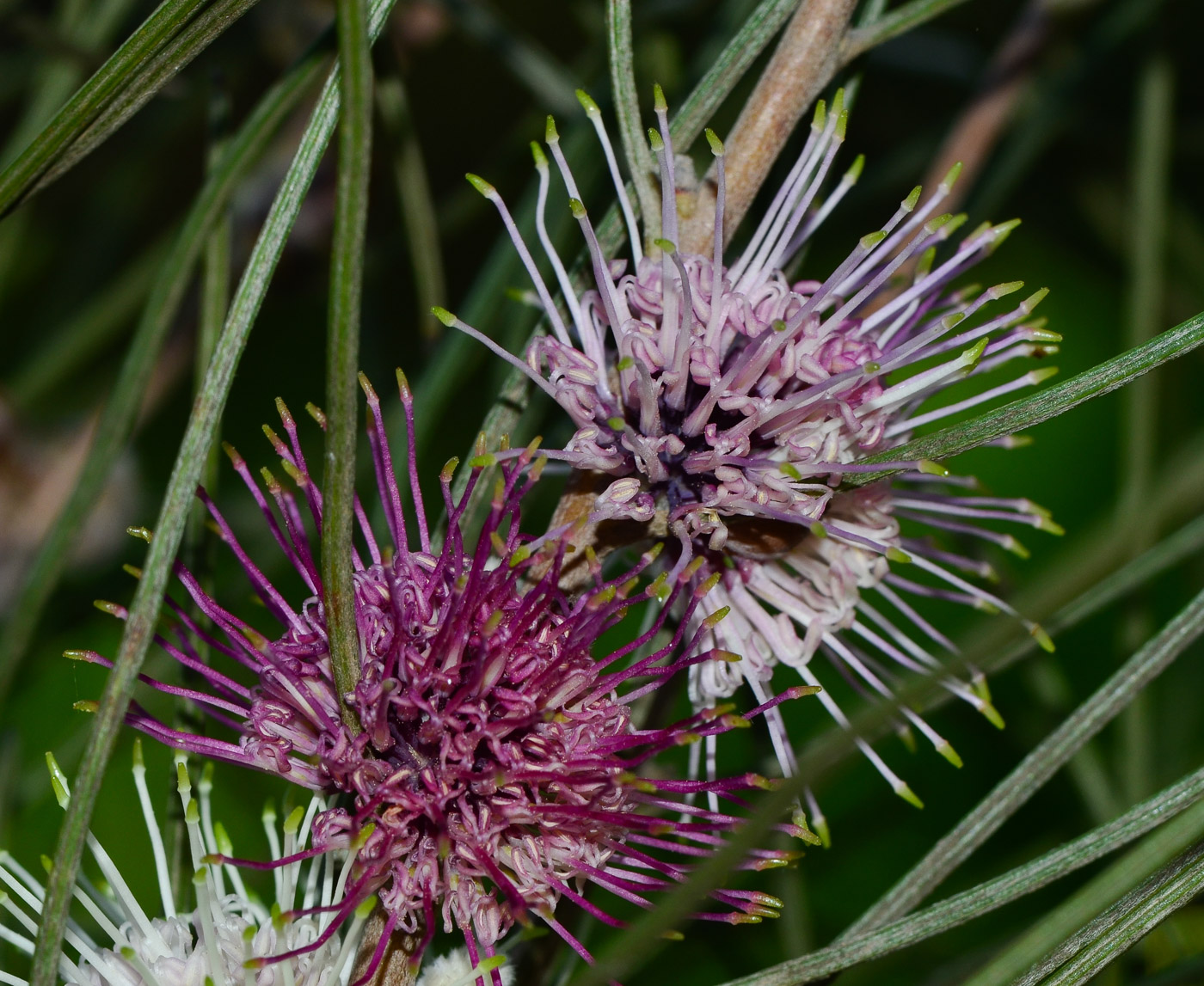 Image of Hakea scoparia specimen.