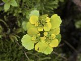 Chrysosplenium sibiricum