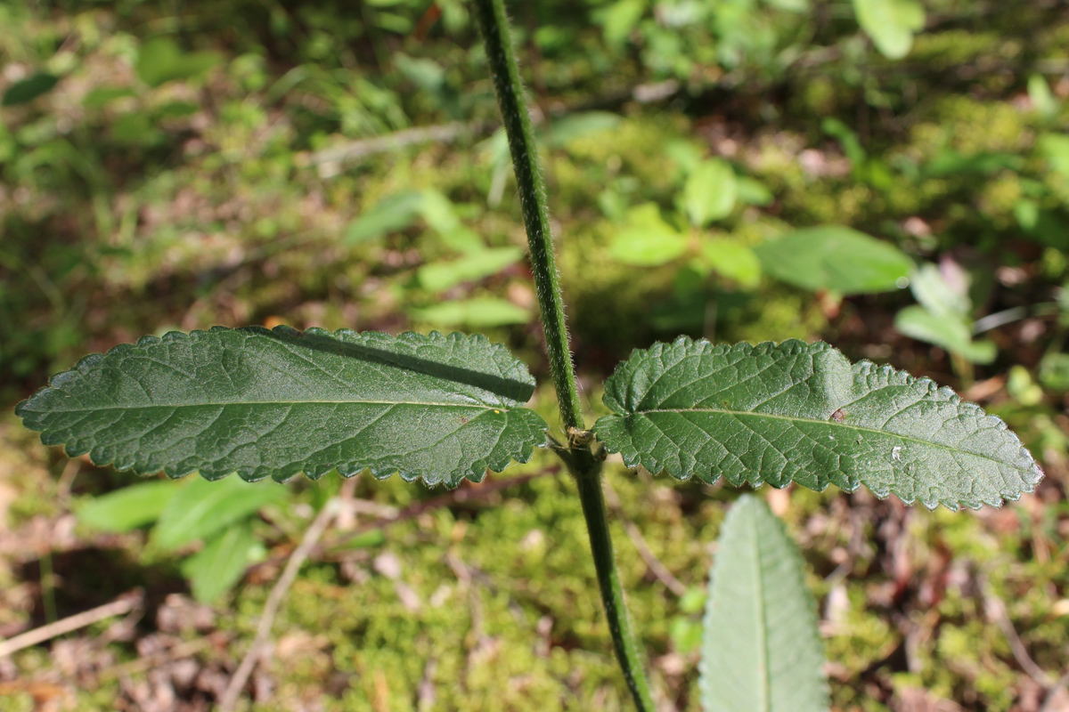 Image of Betonica officinalis specimen.