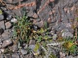 Gypsophila cephalotes. Цветущее растение. Таджикистан, Фанские горы, окр. Мутного озера, ≈ 3500 м н.у.м., каменистый склон. 02.08.2017.