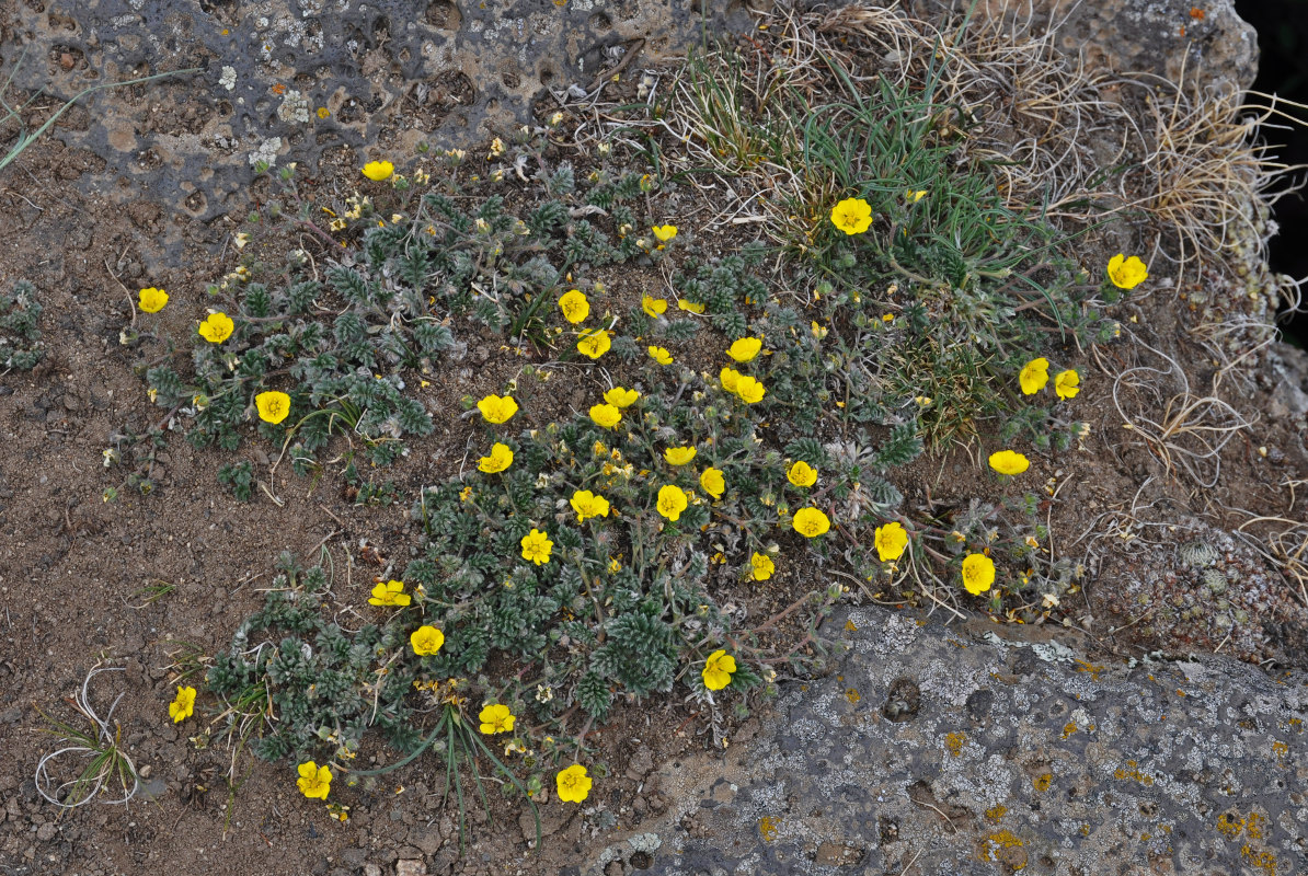 Image of Potentilla sericea specimen.