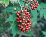 Actaea erythrocarpa