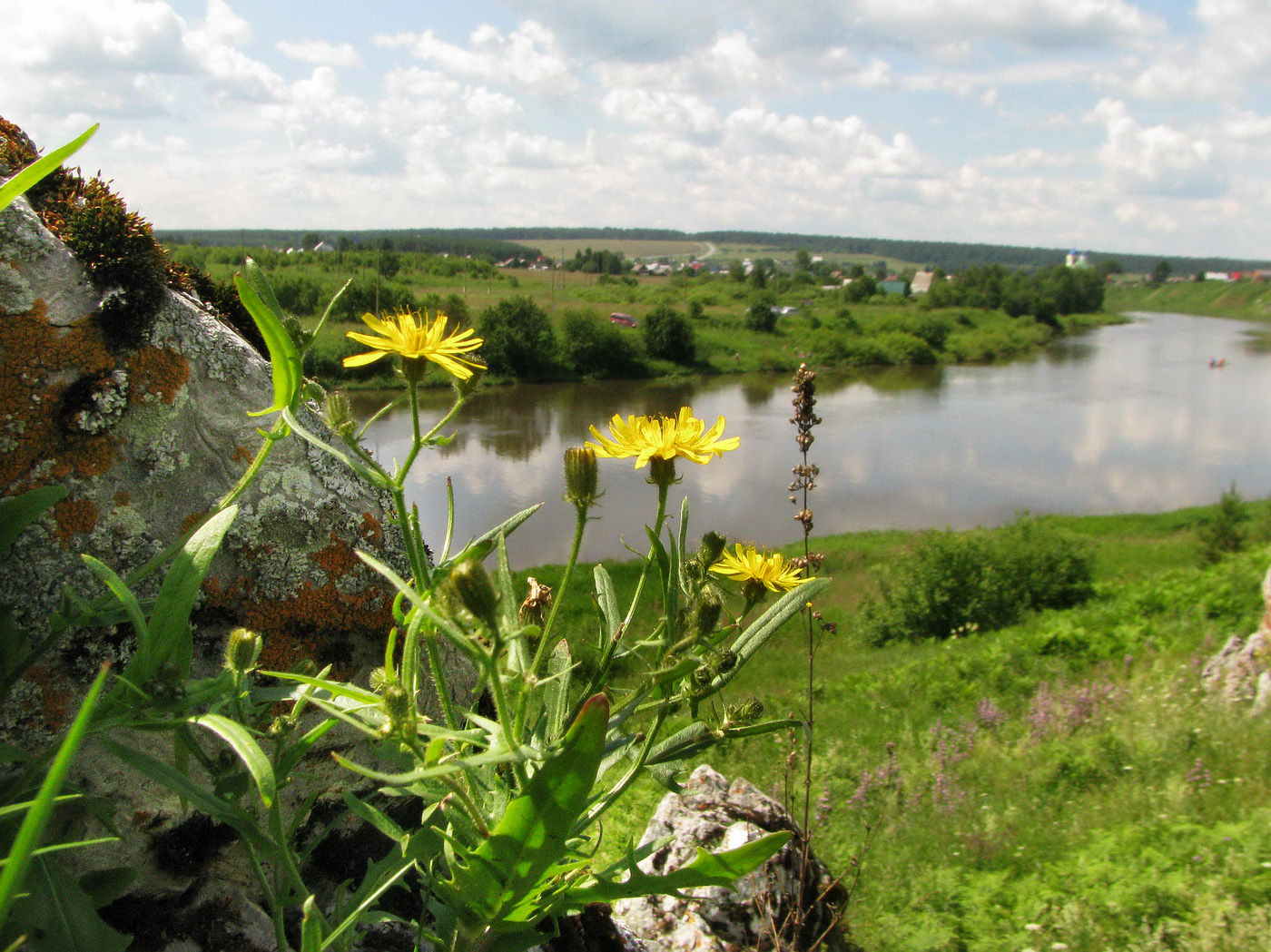 Image of Crepis foliosa specimen.