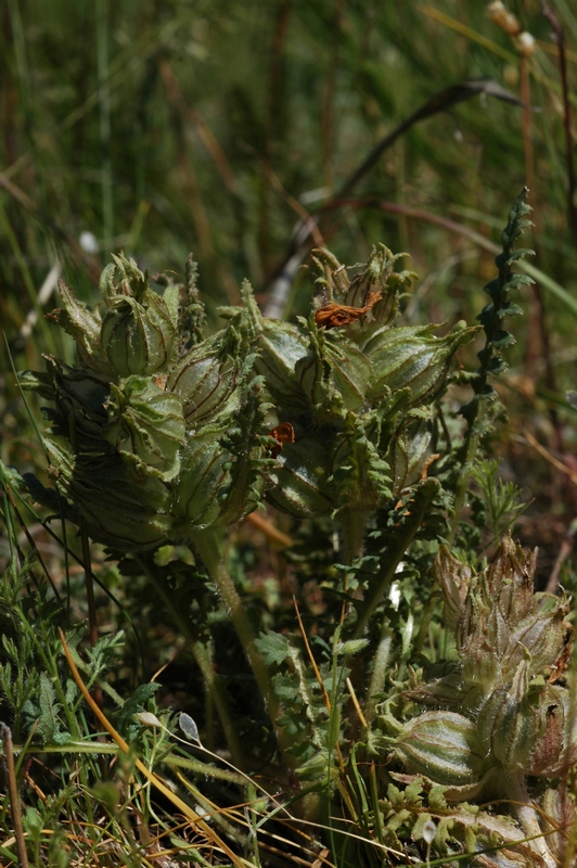 Изображение особи Pedicularis czuiliensis.