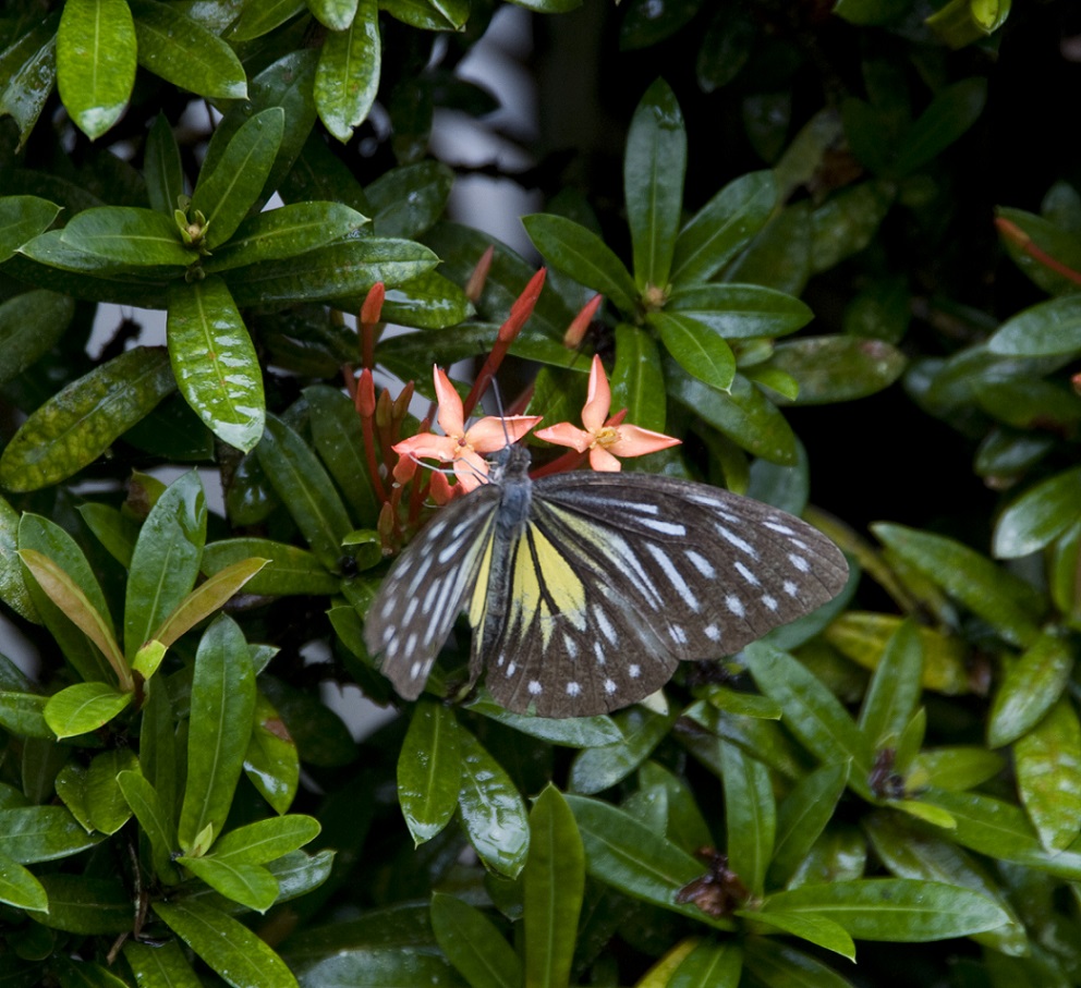 Image of Ixora coccinea specimen.