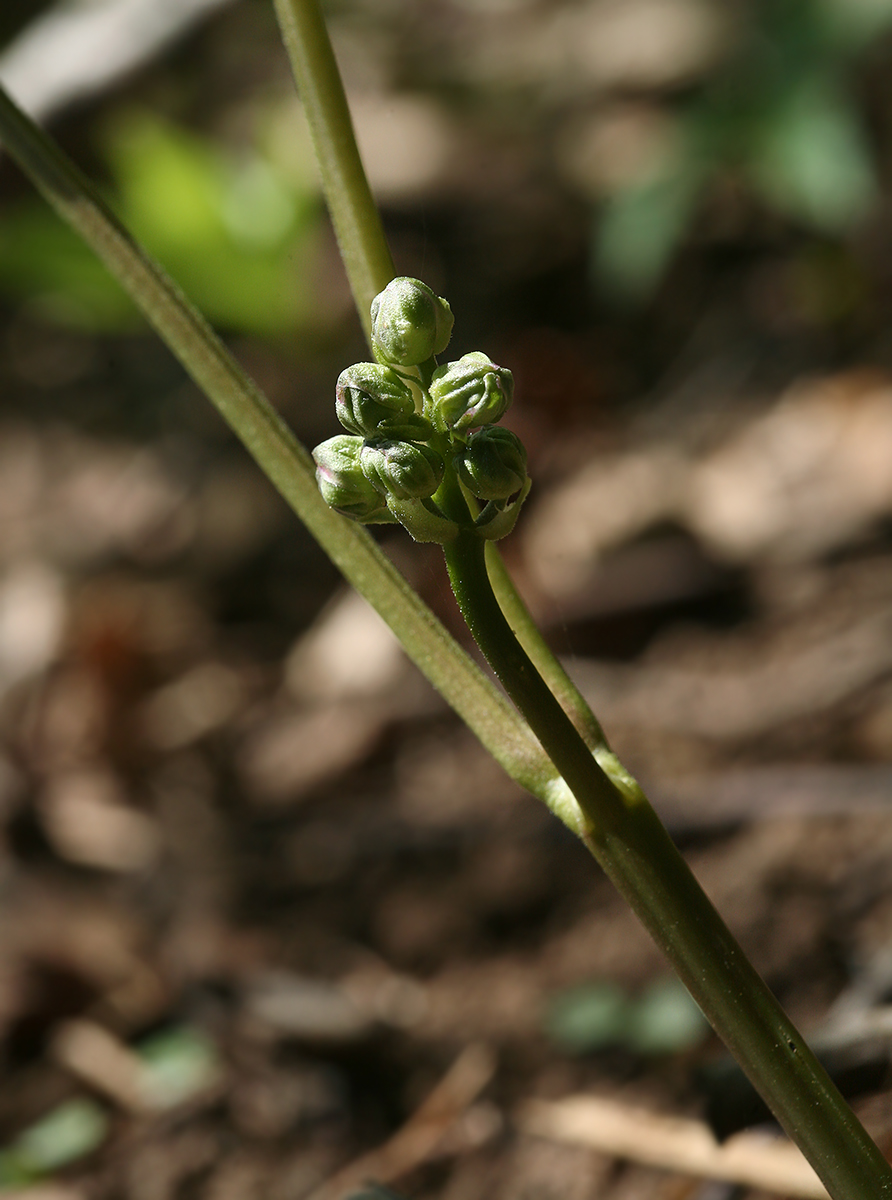 Image of Actaea spicata specimen.