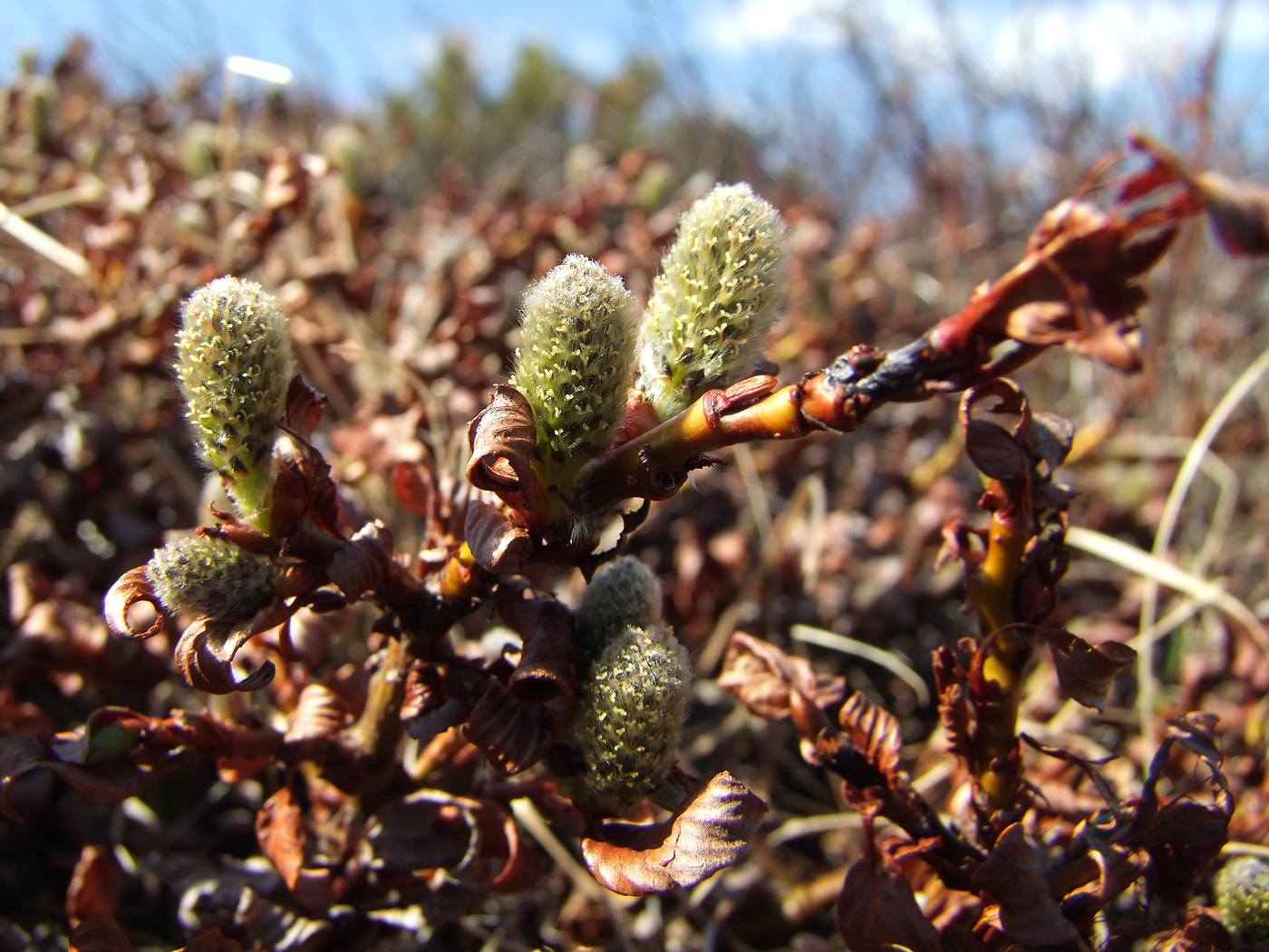 Image of Salix khokhriakovii specimen.