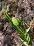 Scorzonera glabra