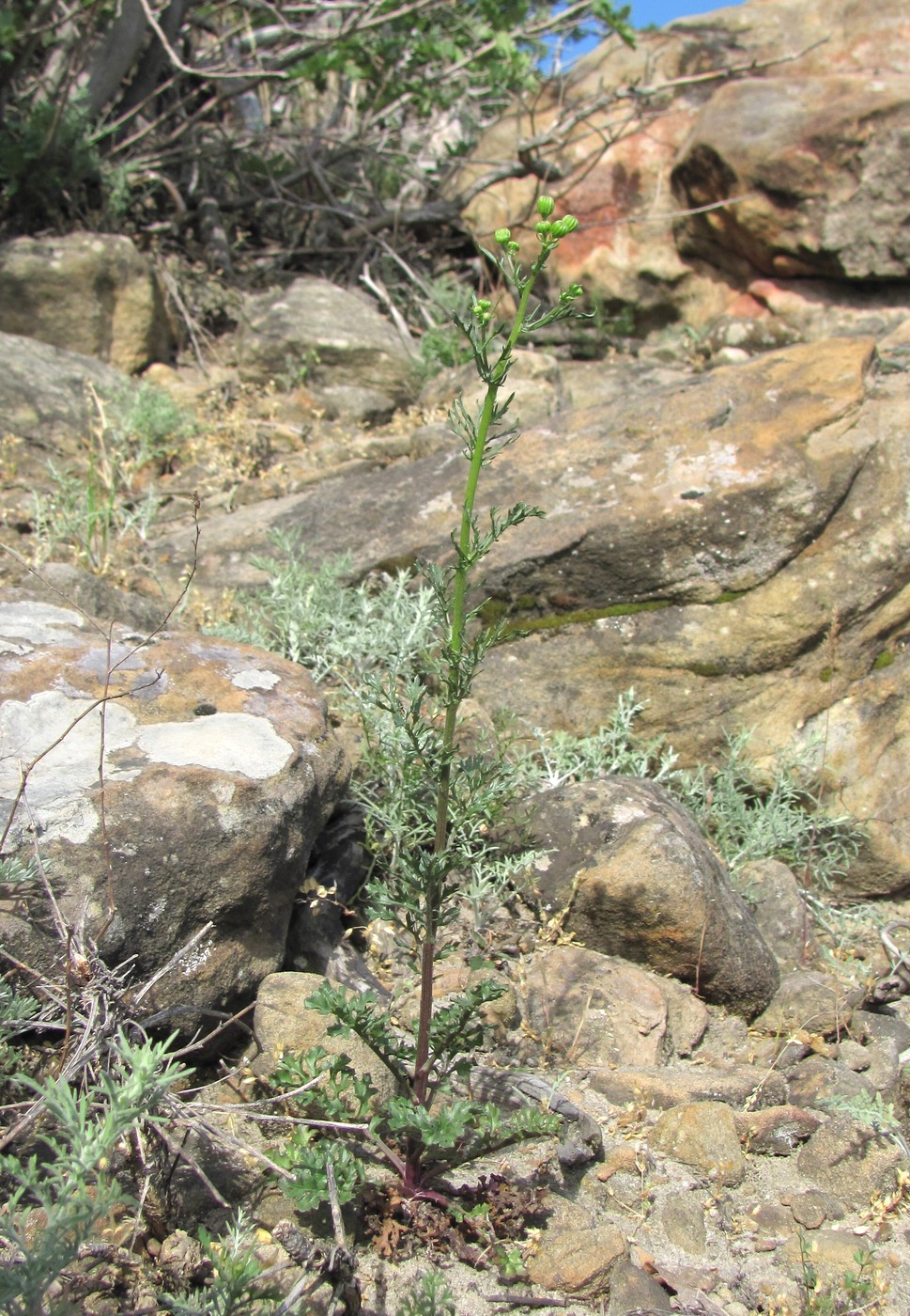 Image of Senecio jacobaea specimen.