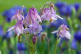 View full-size image Aquilegia vulgaris