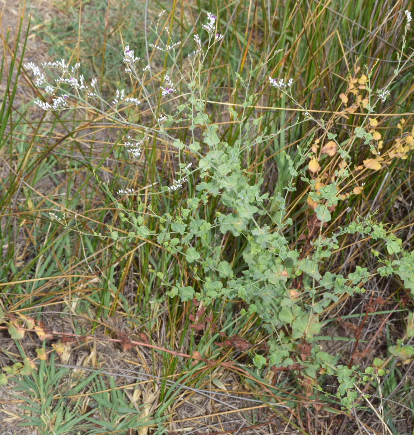 Image of Limonium reniforme specimen.