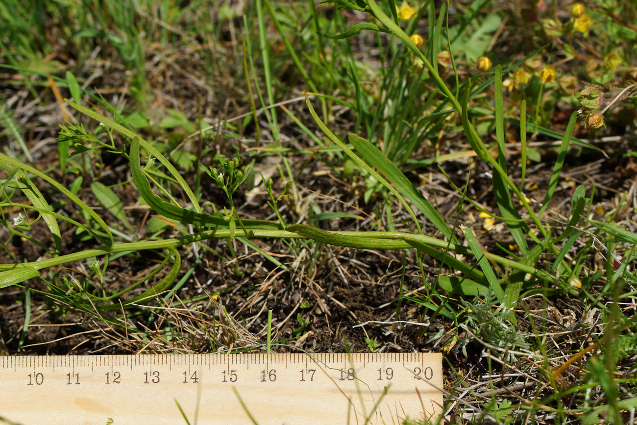 Image of genus Thesium specimen.