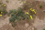 Potentilla chinensis