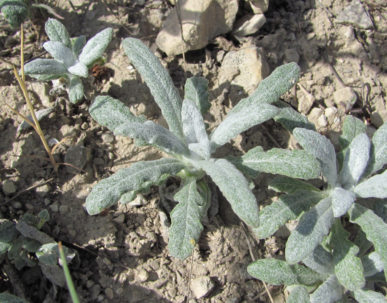 Image of Salvia canescens var. daghestanica specimen.