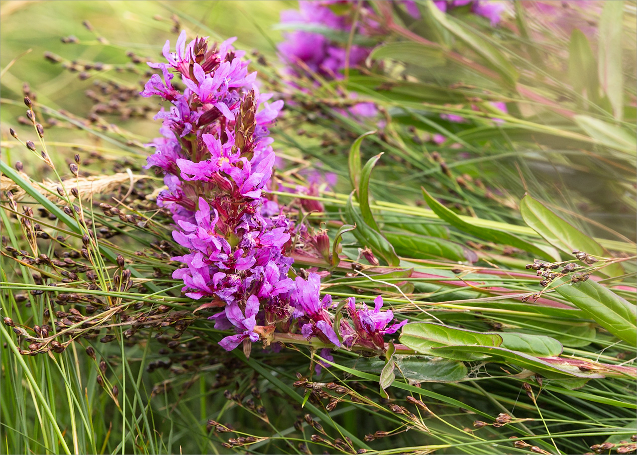 Image of Lythrum salicaria specimen.