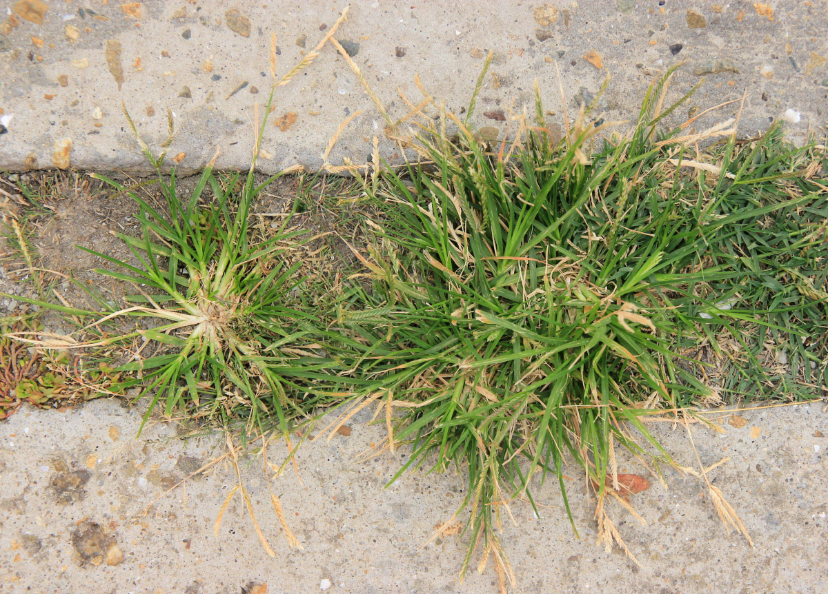 Image of Eleusine indica specimen.