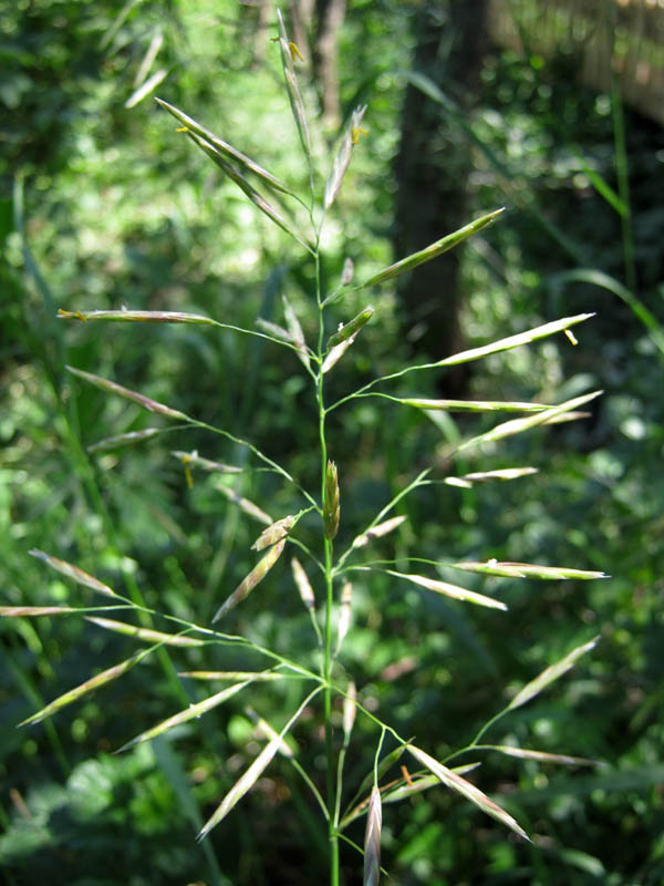 Изображение особи Bromopsis inermis.