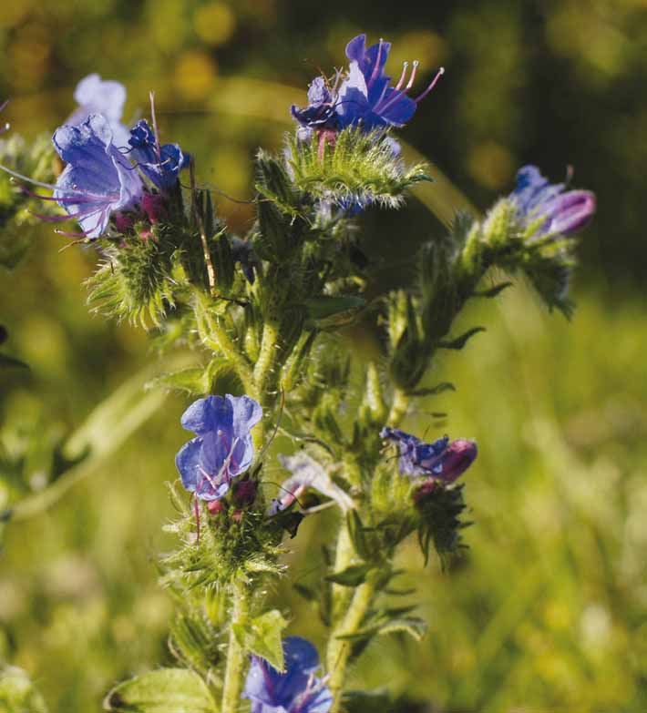 Изображение особи Echium vulgare.