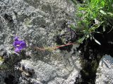 Campanula saxifraga. Цветущее растение. Кабардино-Балкария, Эльбрусский р-н, долина р. Каяртысу, ок. 2600 м н.у.м., скальный выход. 02.07.2019.