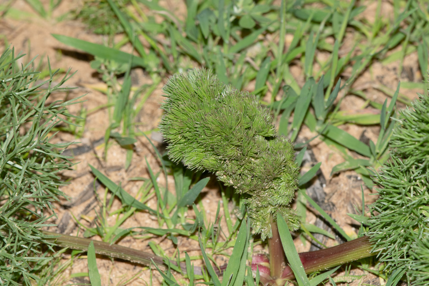 Image of Bilacunaria boissieri specimen.