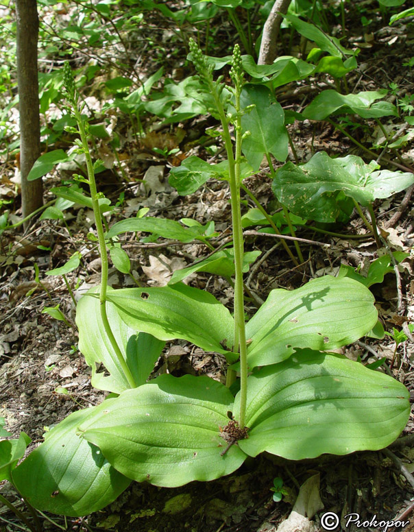 Image of Listera ovata specimen.