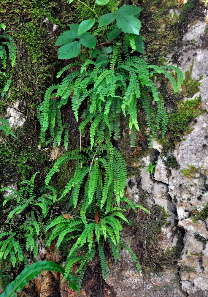 Image of Asplenium trichomanes specimen.