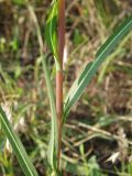 Lactuca saligna