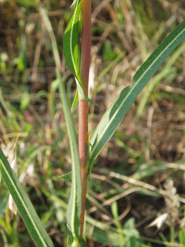 Image of Lactuca saligna specimen.