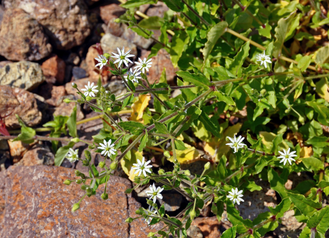 Image of Myosoton aquaticum specimen.