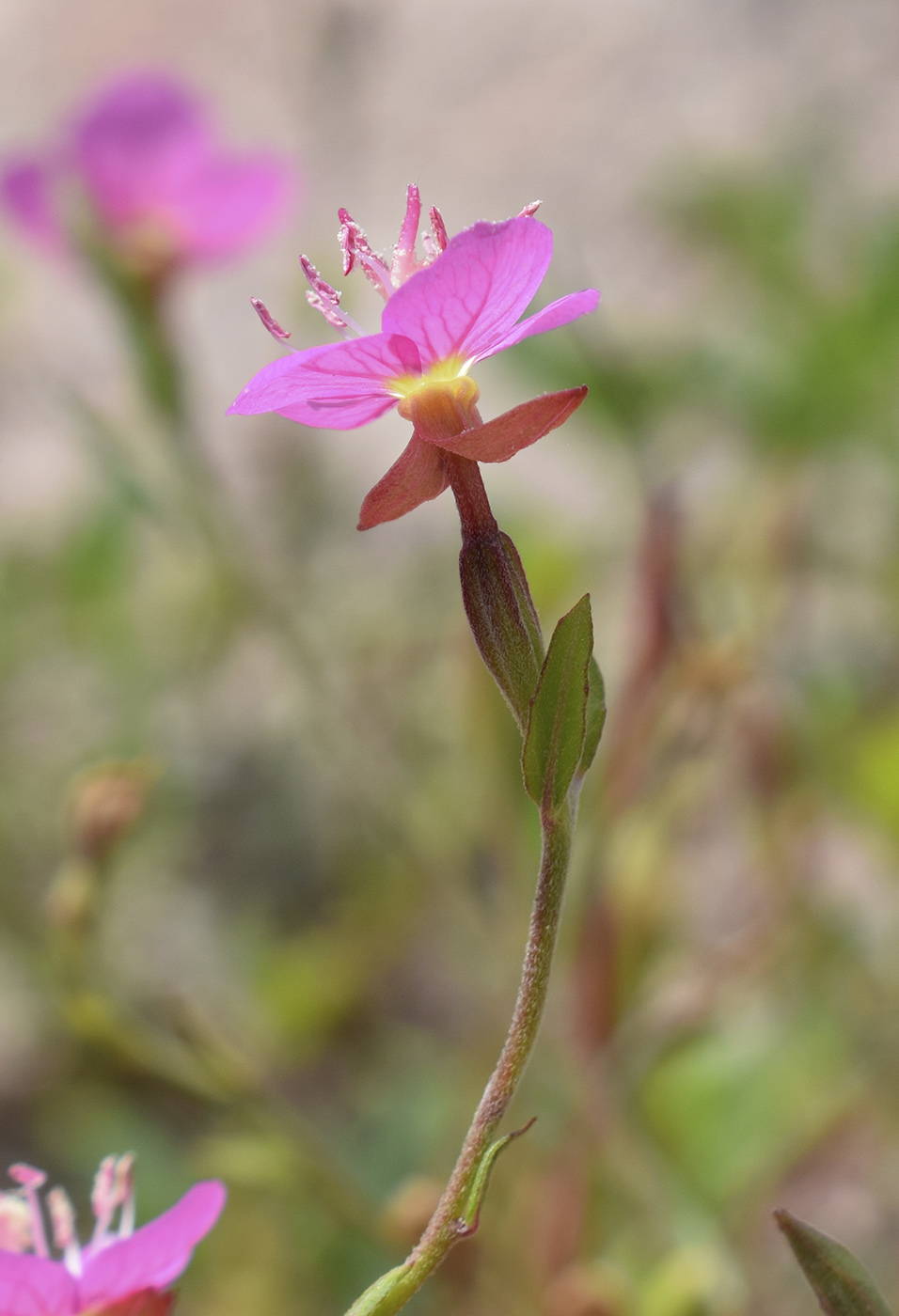 Изображение особи Oenothera rosea.